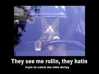 pic for Gangsta Cat